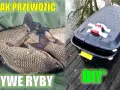 Jak przewieźć ryby samochodem bez stresu i w bezpieczny sposób