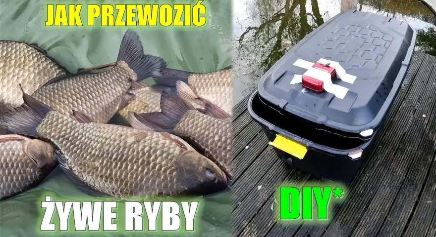 Jak przewieźć ryby samochodem bez stresu i w bezpieczny sposób