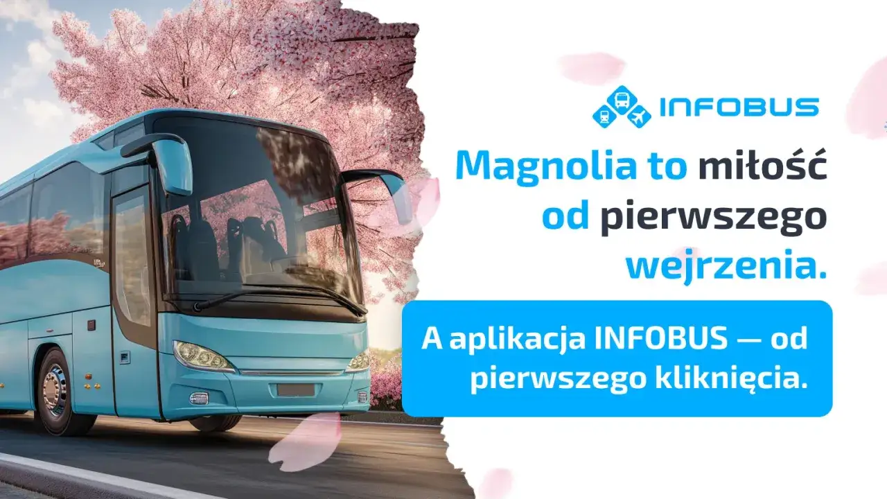 Błękitny autokar pod kwitnącą magnolią. Aplikacja INFOBUS – od pierwszego kliknięcia. Sprawdź infobus rozkład jazdy.